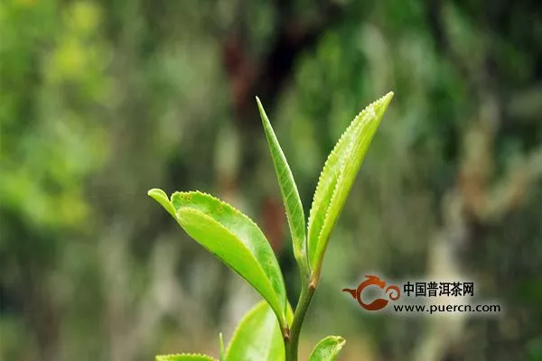 【觀點】普洱茶爭論，該聽誰的？