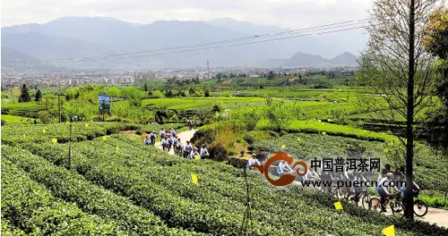 趙丈田：醉在古村茶香中 