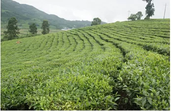 耿马县大兴乡2014年茶叶产业收入达600万元