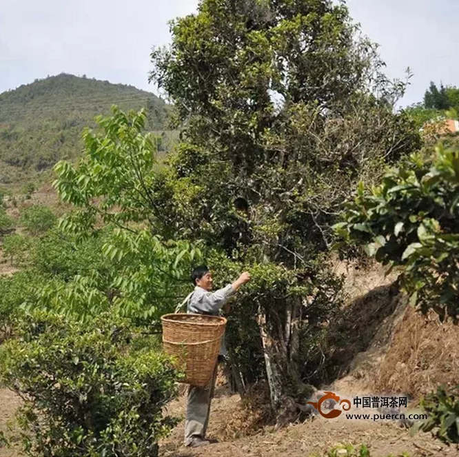 致青春，羅劍與漸行漸遠(yuǎn)的安定茶廠