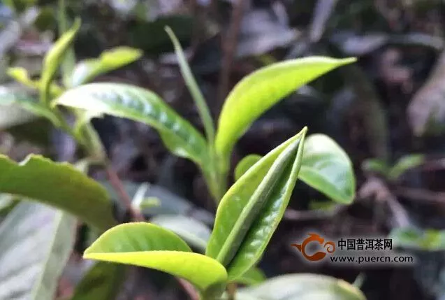 普洱茶，一片树叶的语言