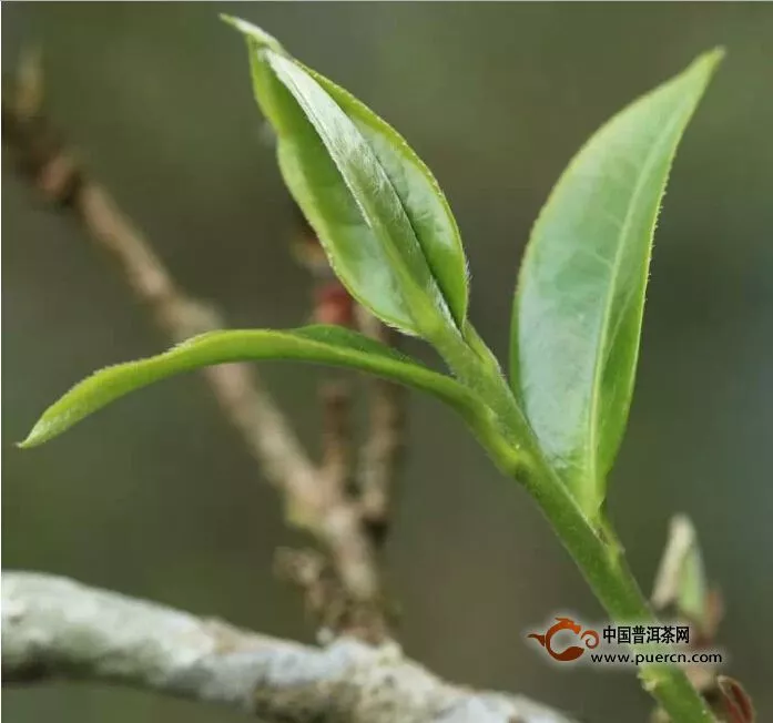 頭春普洱茶與二春普洱茶的區(qū)別？