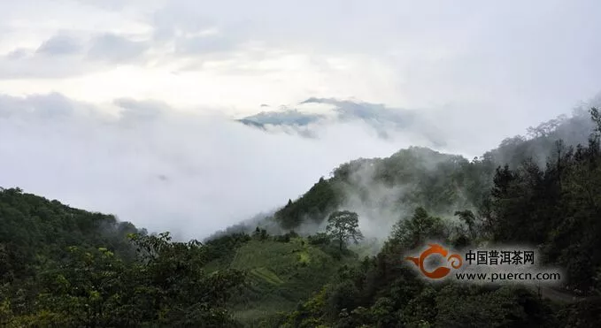 奇妙的云南岩茶（五）：马台——云南岩茶之乡