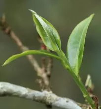 普洱茶微語第七周：普洱茶走勢(shì)低迷、為何東莞炒茶客半年蒸發(fā)370萬？