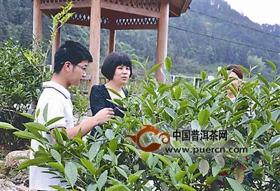 蔡旭芳：建陽白塔山茶業(yè)，做像朋友一樣的茶