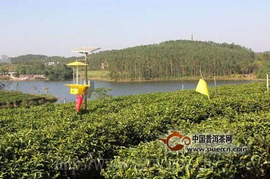钦州市推广“清洁田园”技术　打造生态“美丽茶园”