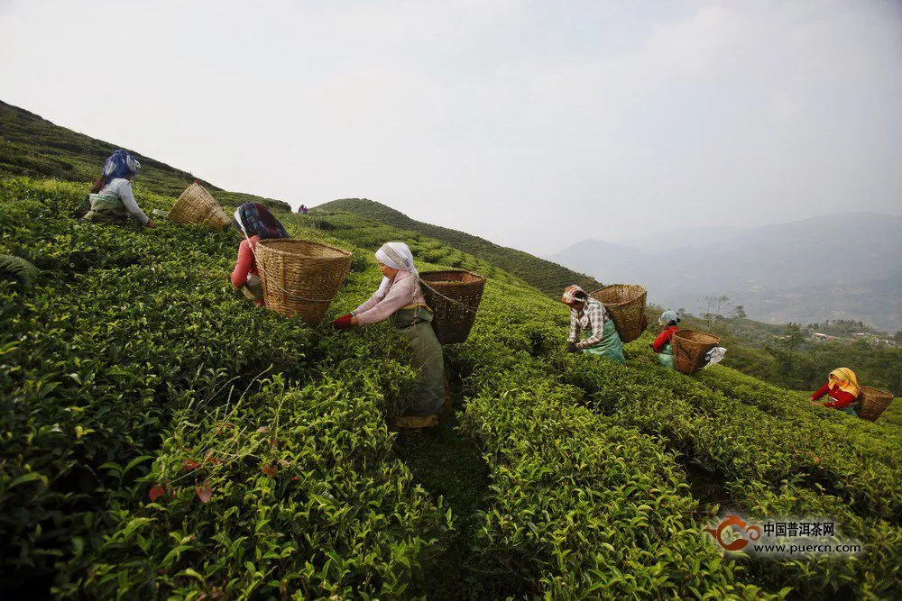 探访尼泊尔的喜玛拉雅茶叶种植园