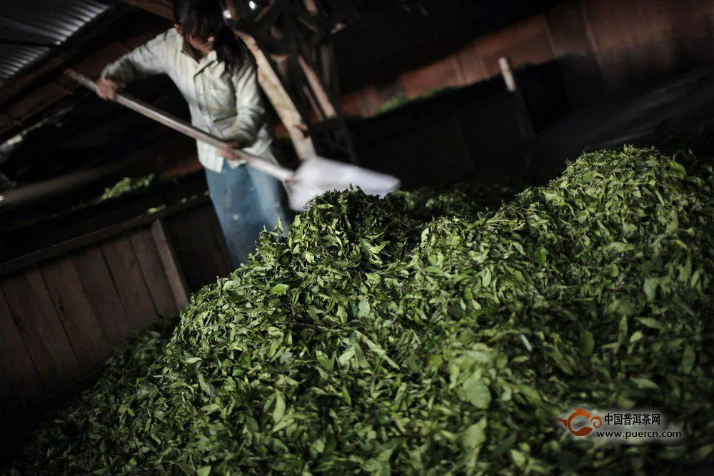 探訪尼泊爾的喜瑪拉雅茶葉種植園