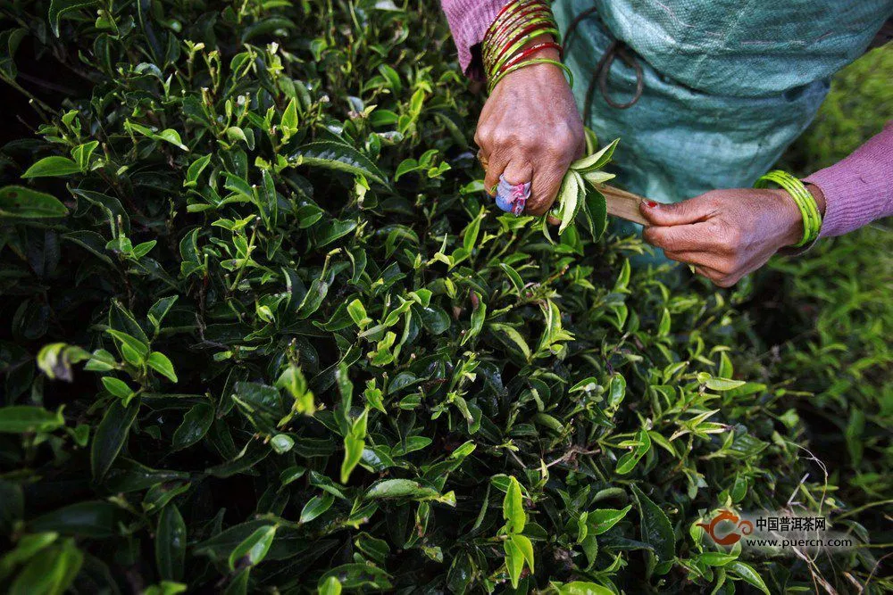 探访尼泊尔的喜玛拉雅茶叶种植园
