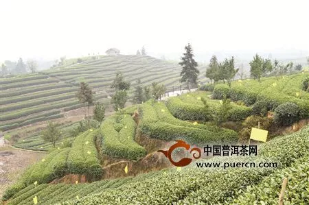 2014茶叶中国 