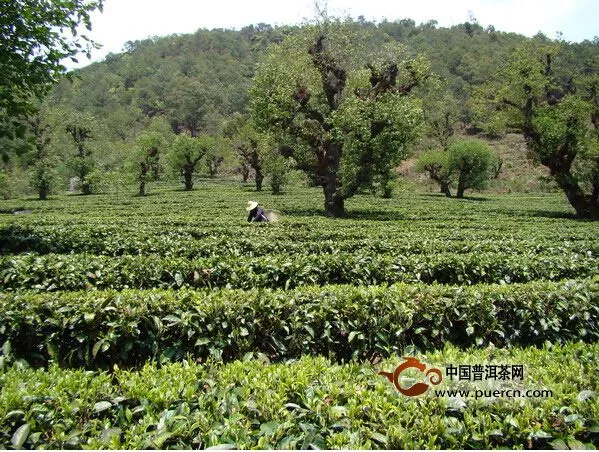 大理州茶叶总产值突破13亿元