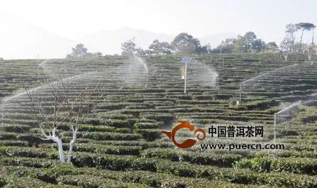 新平县者竜乡800亩生态茶园完成建设