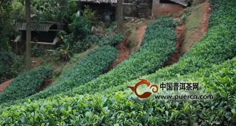 原生庄园：打造中的有机茶生态庄园（一）