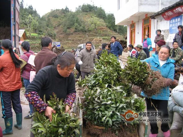 广西金秀县引进种植多个茶叶优良品种