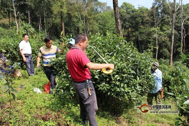 【图阅】勐腊县调查古茶树资源 