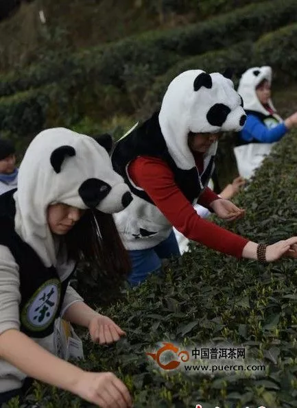 盤點那些土豪也任性不能的茶「貴到你憂傷」