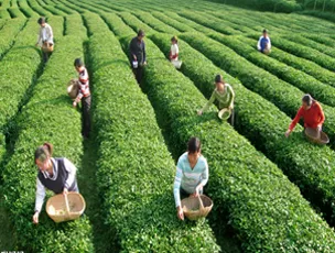 盤點那些土豪也任性不能的茶「貴到你憂傷」