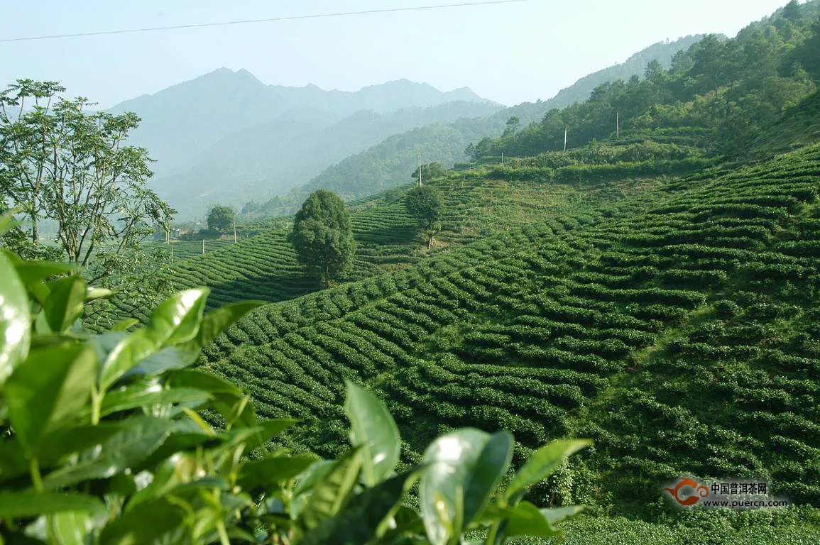 中國茶歷史文化及茶葉種植介紹