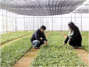 石林：十里香茶迎来丰收 今年产量有望超1000公斤