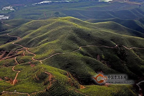 古茶園，窺見普洱茶的故事