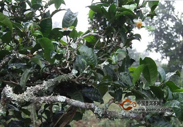 古茶園，窺見普洱茶的故事