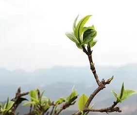 山不同茶不同，十九座茶山千百種味！（一）