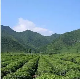 山不同茶不同，十九座茶山千百種味！（一）