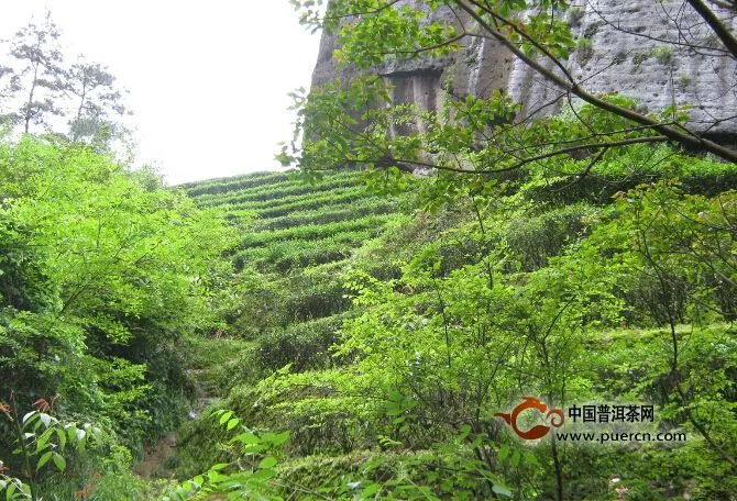 茶叶也得看天吃饭 