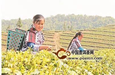 翠谷茶业：“小微有机品牌”的探路者