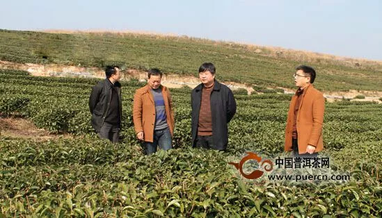 德江县政协主席陈健调研茶产业发展情况