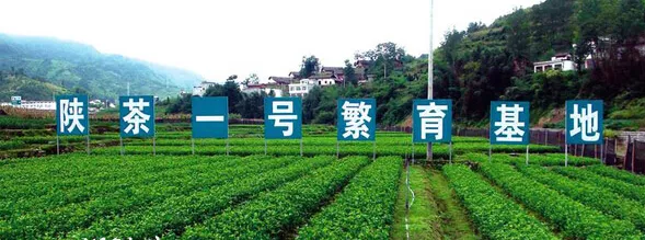 安康市强力推进生态富硒茶产业发展纪实(图)