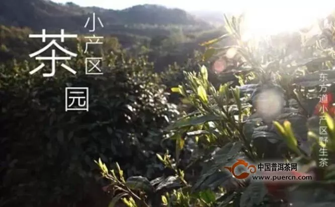 小產(chǎn)茶區(qū)小茶企需注意，行業(yè)熱度不是市場熱度 