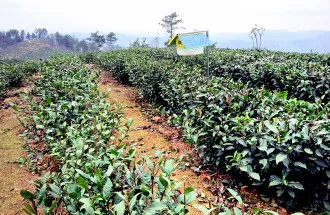 贵州久安古茶树的现代产业之路