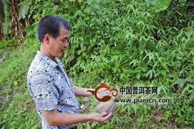 蕉城飛鸞窯與天山綠茶往事