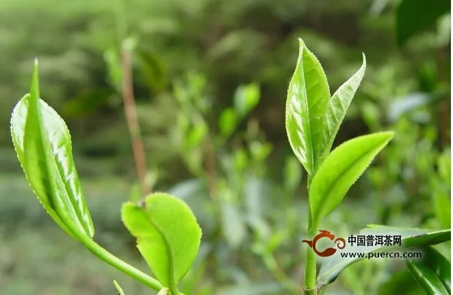 閑來(lái)一杯茶 無(wú)事最可貴 