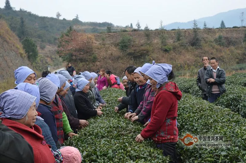 通道县农业局开展茶叶技术培训