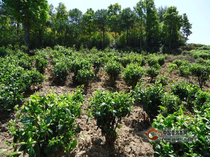 【今日話題】普洱茶的茶樹自白