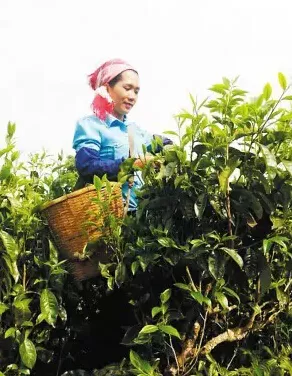  “探尋普洱茶奧秘”私人定制游 