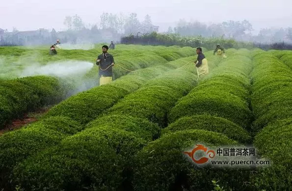 埋在茶界的定時(shí)炸彈，預(yù)計(jì)兩年內(nèi)引爆？ 