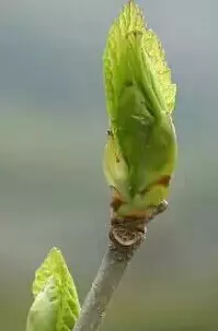 桑芽茶