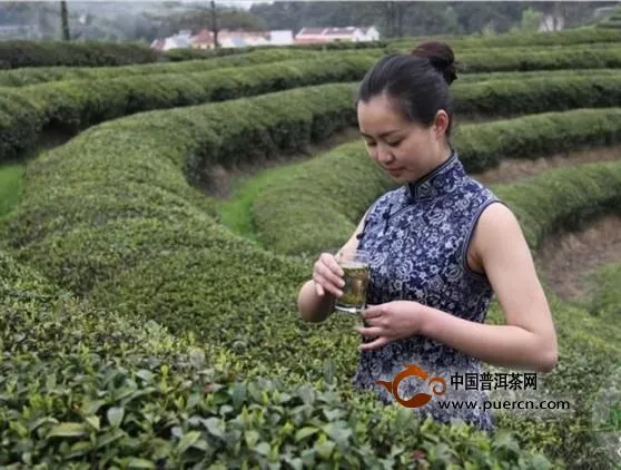 你是我的一杯茶，一杯值得牽掛百年的茶