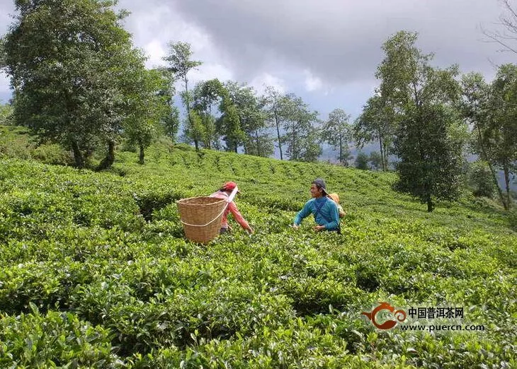 南涧县小湾东镇实现茶叶总产值1755万元 