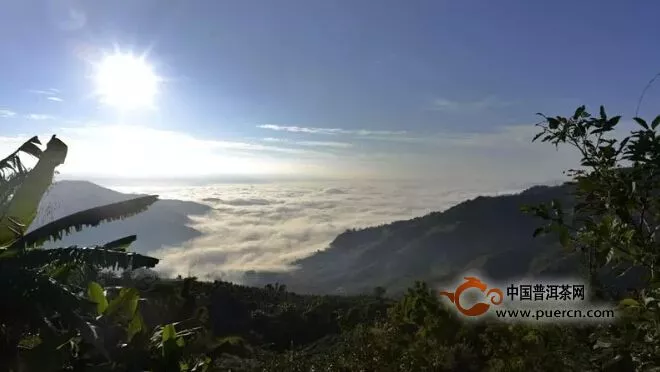 "云南岩茶”剑指何方？不挤古树独木桥 