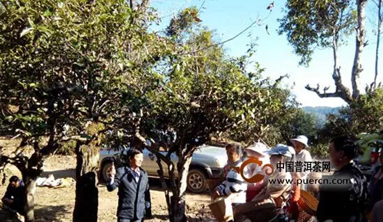 勐海县培训古茶树施肥修剪技术