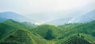 中国十个值得茶人去的茶山 