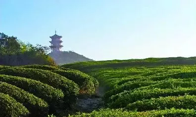 中国十个值得茶人去的茶山 
