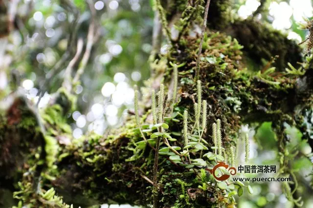 雨林古茶来自最好的生态古茶园