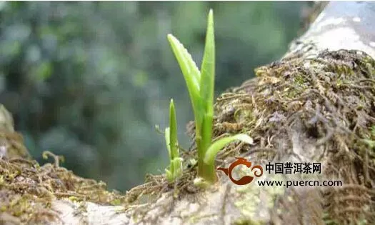 單株古樹茶對中國茶的貢獻(xiàn)