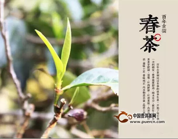 高品质古树茶——2015看懂古树茶