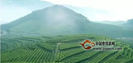 中国茶产业发展引地方“两会”的热议